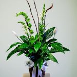 Sympathy Plants