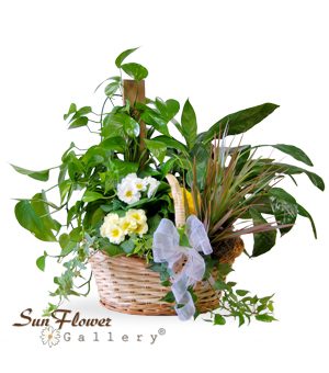 Plants & Gift Baskets