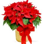 Large Poinsettia